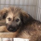 子犬の里親募集です#CD1913（4ヶ月齢、こげ茶、オス）