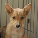 子犬の里親募集です#CD1898（4ヶ月齢、こげ茶、メス）