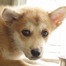 子犬の里親募集です#ID1843（4.5ヶ月齢、茶、メス）