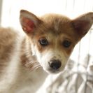子犬の里親募集です#ID1844（4.5ヶ月齢、茶白、メス）