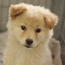 子犬の里親募集です#ID1848（4ヶ月齢、うす茶、オス）