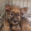 子犬の里親募集です#ID1852（4ヶ月齢、こげ茶、メス）