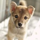 子犬の里親募集です#ID1855（2ヶ月齢、こげ茶、メス）
