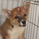 子犬の里親募集です#ID1867（3ヶ月齢、こげ茶白、メス）
