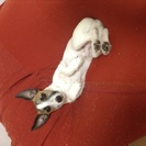 犬里親募集