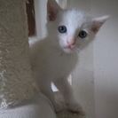 殺処分を免れました　1ヶ月〜３ヶ月齢の人なつこい子猫達