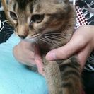 大事に飼ってくれるかた