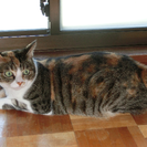 三毛猫♀約５歳
