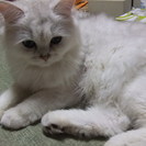 チンチラシルバー ♀　2012.12.4生まれ 血統書付き