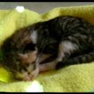 産まれたばかりと思われる子猫です！