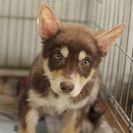 子犬の里親募集です#CD1920（3.5ヶ月齢、チョコ茶、メス）