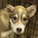 子犬の里親募集です#ID1886（4ヶ月齢、グレー白、メス）