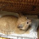 素敵な里親さまが見つかりました！ありがとうございました！！