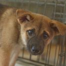 子犬の里親募集です#ID1862（3.5ヶ月齢、こげ茶、オス）