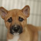 子犬の里親募集です#ID1874（2.5ヶ月齢、茶、オス）