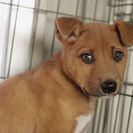 子犬の里親募集です#ID1873（2.5ヶ月齢、茶、オス）