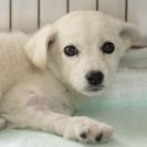 子犬の里親募集です#ID1879（2.5ヶ月齢、白、メス）