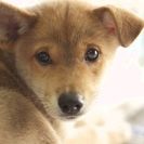 子犬の里親募集です#ID1864（3.5ヶ月齢、こげ茶、オス）