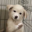 子犬の里親募集です#ID1880（3ヶ月齢、白、オス）