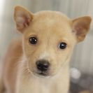 子犬の里親募集です#ID1858（2.5ヶ月齢、うす茶、オス）