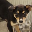 子犬の里親募集です#ID1882（3.5ヶ月齢、黒茶、メス）