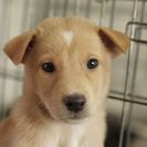 子犬の里親募集です#ID1859（2.5ヶ月齢、うす茶、オス）