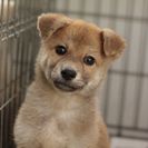 子犬の里親募集です#ID1881（3ヶ月齢、こげ茶、オス）