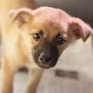 子犬の里親募集です#ID1883（2ヶ月齢、茶黒、オス）
