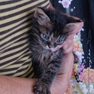☆ノルウェージャンフォレストキャット風　子猫　☆