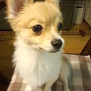 ポメチワ犬の里親募集