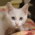 子猫の里親募集です#IC1108（3ヶ月齢、シャム、オス）