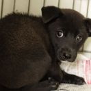 子犬の里親募集です#ID1892（2.5ヶ月齢、黒、オス）