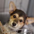 子犬の里親募集です#CD1929（3.5ヶ月齢、黒茶白、メス）