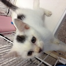 里親さんが決まりました。ありがとうございます。