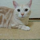 1歳半のアメショーのオス二匹貰って下さい！ - 猫