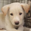 子犬の里親募集です#ID1904（1.5ヶ月齢、うす茶、オス）