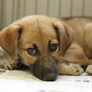 子犬の里親募集です#CD1933（4.5ヶ月齢、茶黒、メス）