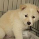 子犬の里親募集です#CD1944（2ヶ月齢、うす茶、オス）