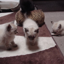 9/20生まれのおとなしい子猫です。トイレの躾もできています。