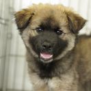 子犬の里親募集です#ID1912（3ヶ月齢、こげ茶、オス）