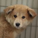 子犬の里親募集です#ID1895（4ヶ月齢、茶、メス）