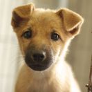 子犬の里親募集です#ID1899（3.5ヶ月齢、茶、オス）