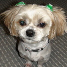 大人しいシーズー犬の里親募集！