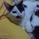 猫もらってください