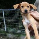 捨て犬　雑種の子犬達