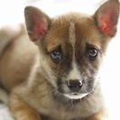 子犬の里親募集です#ID1889（2.5ヶ月齢、こげ茶白、メス）