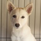子犬の里親募集です#CD1945（4ヶ月齢、ベージュ、メス）
