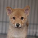 子犬の里親募集です#CD1961（3ヶ月齢、茶、メス）