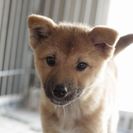 子犬の里親募集です#CD1960（3ヶ月齢、茶、メス）