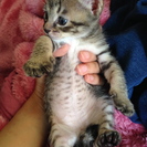 元気な子猫の里親さま募集！生後１．５ヶ月ワクチン接種済み。可能な...